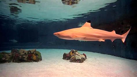 sharks-lagoon|Shark Lagoon Cam powered by EXPLORE.org .